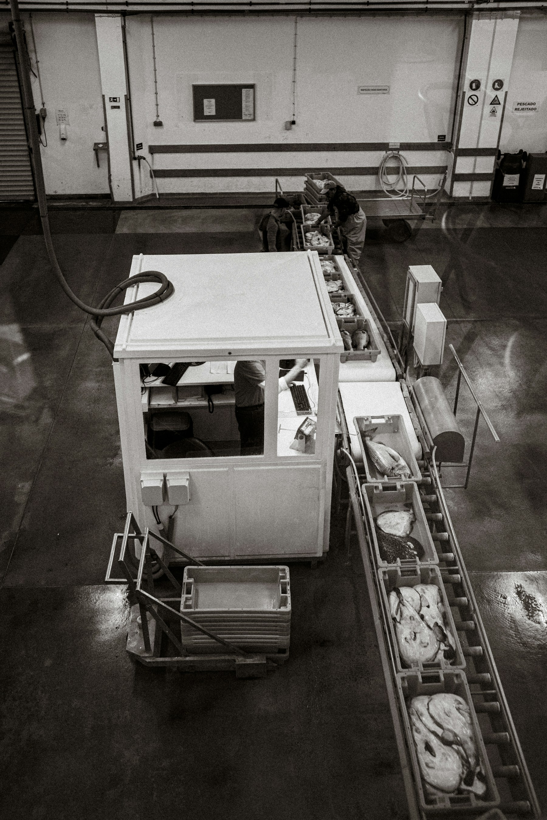 Worker operating an industrial food processing conveyor